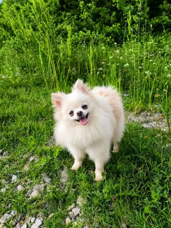 Teacup Boy Pamuk Prenses Pomeranian