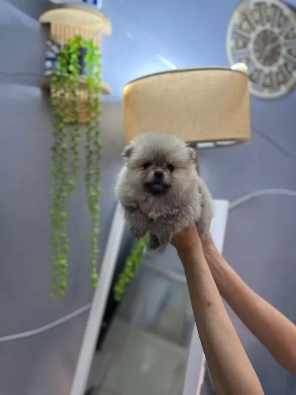 Pomeranian Boo Erkek Ve Dişi Yavrularımız