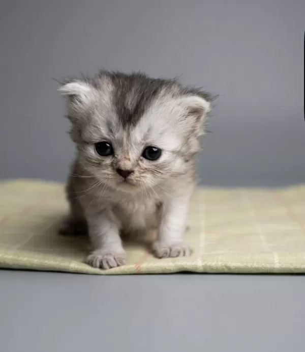 British Longhair Yavrum