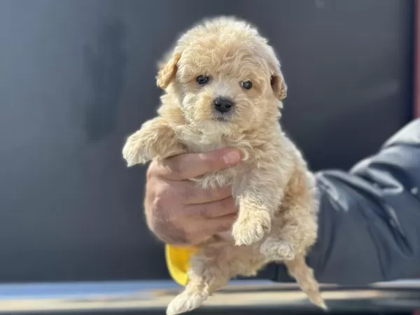 Ankarada Yasal Ruhsatlı Çiftlikten Maltipoo Yavrularımız