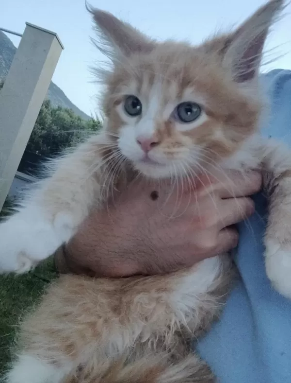 Xxxl Maine Coon Kediler
