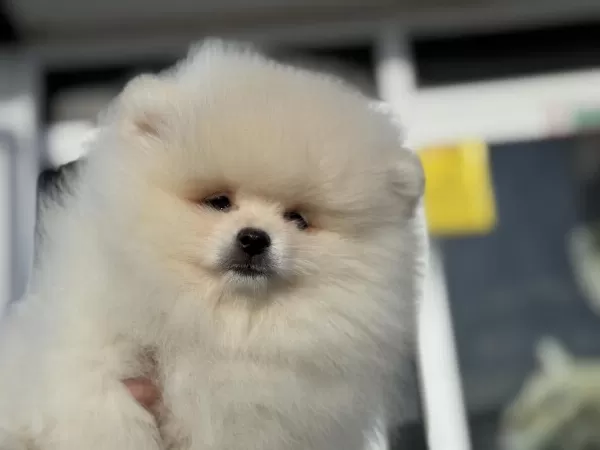 Ankaranın En Kaliteli Teddy Face Pomeranian Yavruları