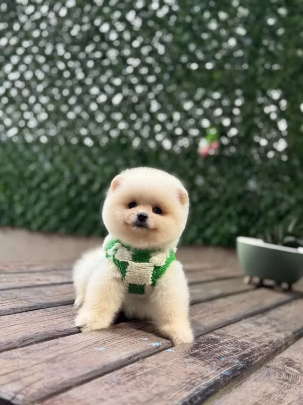 Yavru Pomeranian Boolarımız