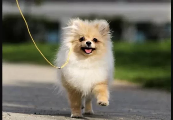 Pomeranian Boo Köpeği