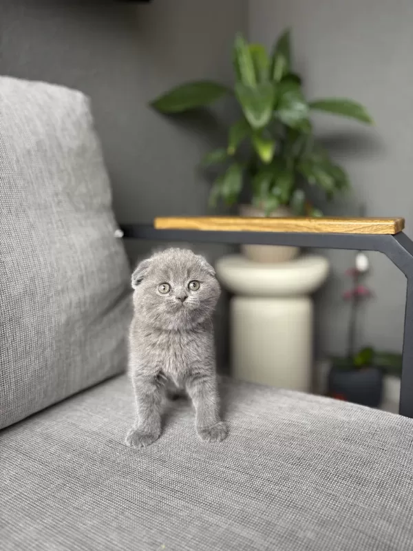 Gri Scottish Fold Yavrular