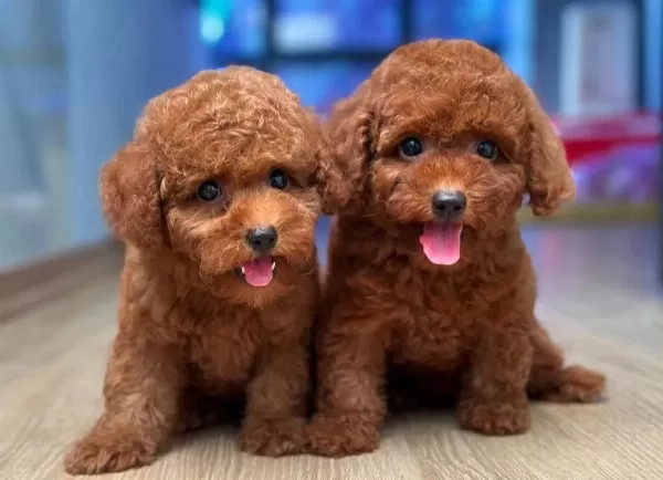 Toy Poodle Yavrularim