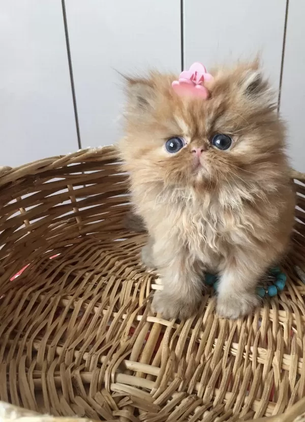 A Kalite İran Persian Bebekler