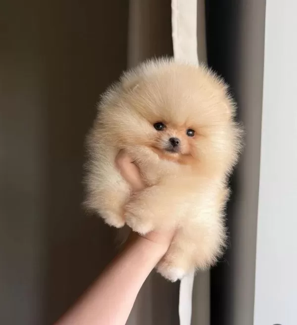 Göz Alıcı Tüy Yapısına Sahip Pomeranian Boo