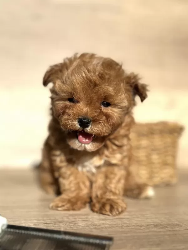 Tiny Teddy Face Kore Maltipoo