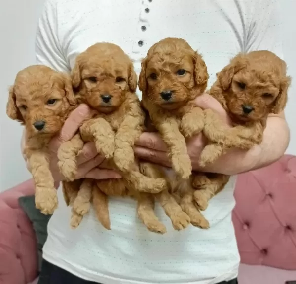 Orjinal Poodle Köpekler