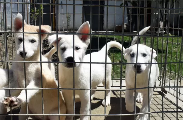 Beyaz Husky Yavrularımız
