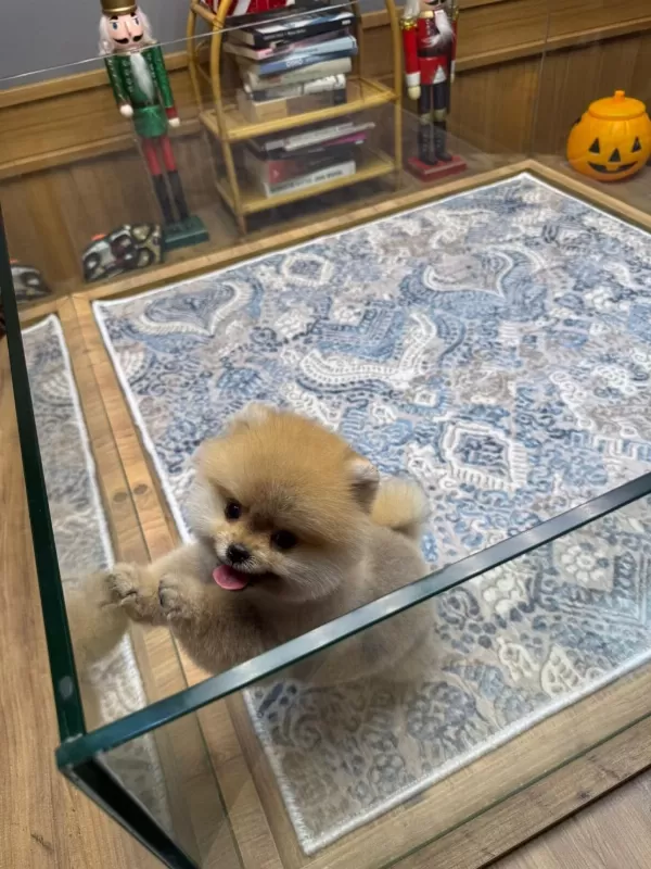 Sağlik Ve İrk Garantili Pomeranian