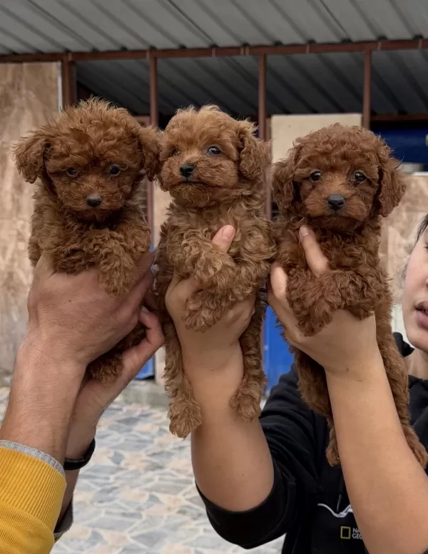 Toy Poodle Yavrularımız