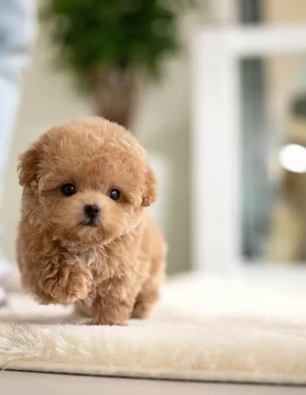 Maya Kizimizin Mükemmel Yavrusu Toy Poodle