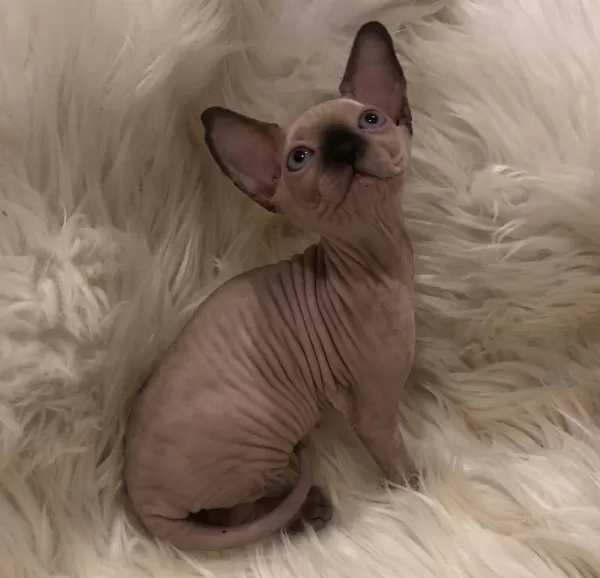 Sphynx Sfenks Dişi Erkek