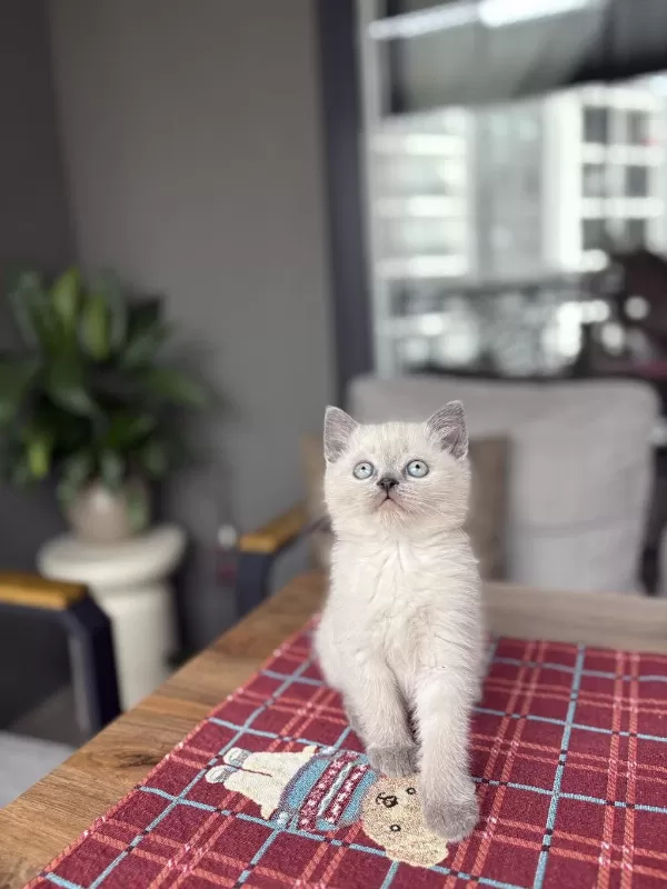 Britiah Shorthair Bkue Point Yavrularim
