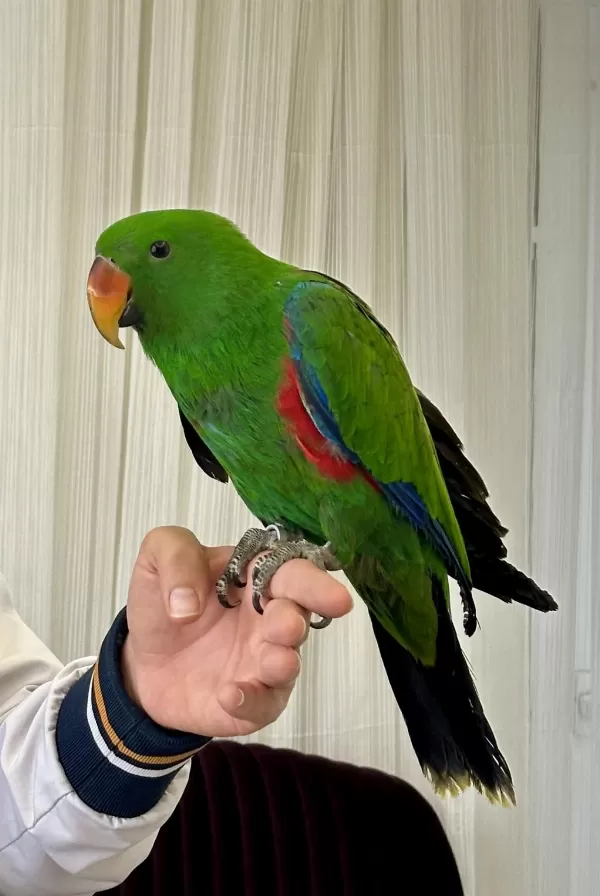Eclectus Papağani Full Evcil