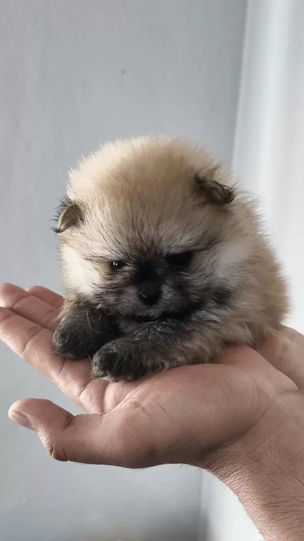 Pomeranian Boo Erkek Ve Dişi Yavrularımız
