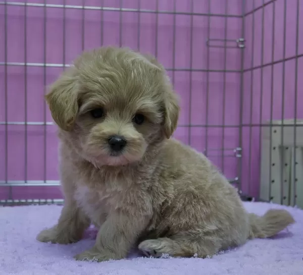 Sağlıklı Maltipoo Yavrularımız