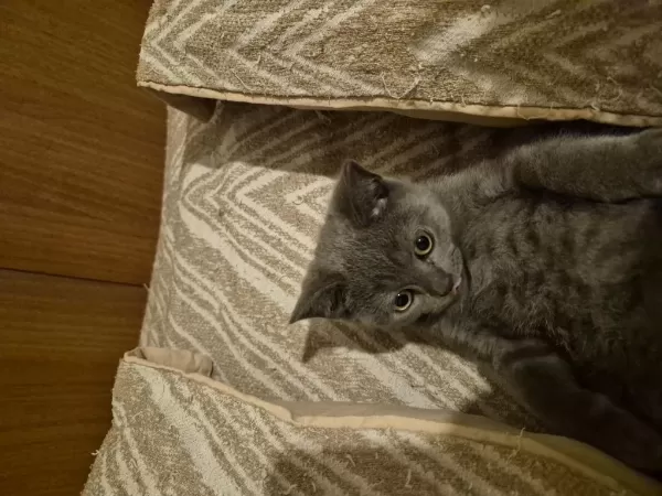 Erkek British Shorthair Yavrumuz Yeni Yuvasini Ariyor