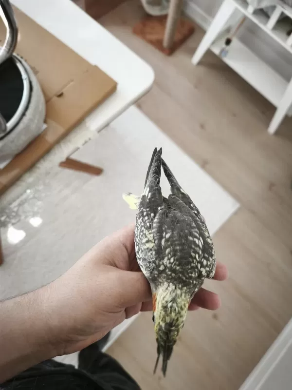 35 Günlük Yeni Yeme Düşmüş Yavru Sultan