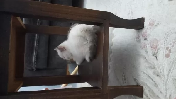 2 Aylık British Longhair
