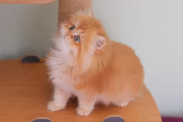 British Longhair Safkan Dişi