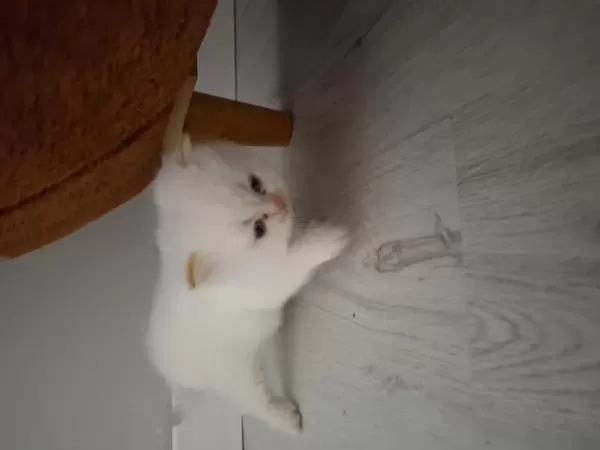Dünya Tatlısı İran Kedisi Yavruları