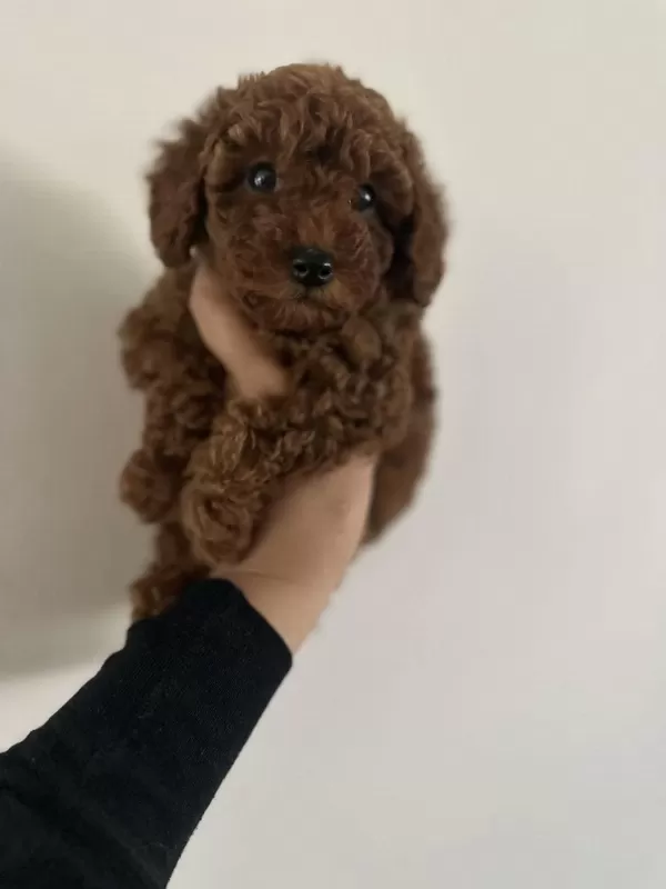 Teacup Premium Poodle Yavrularımız