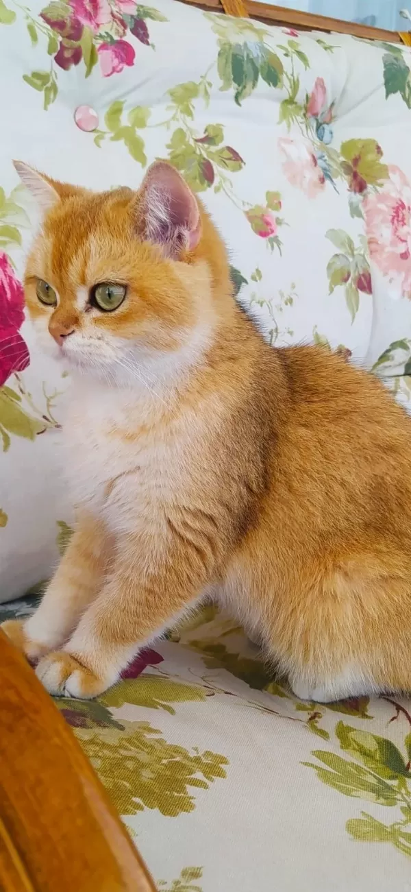 Dişi Ny12 15 Aylık British Shorthair