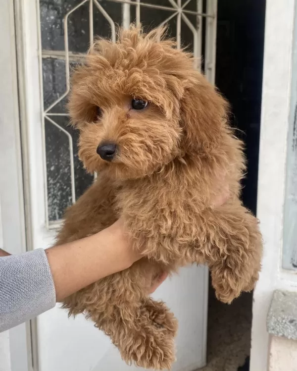 Mini Boy Maltipoo Oğlumuz