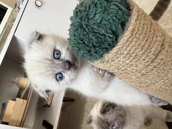 Anne Baba Şecereli İyi İrk Scottish Fold
