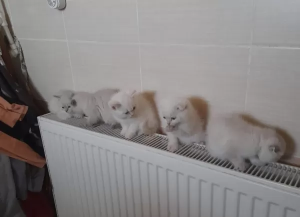 British Shorthair Pamukçuklar Sıcak Yuvalarını Bekliyor