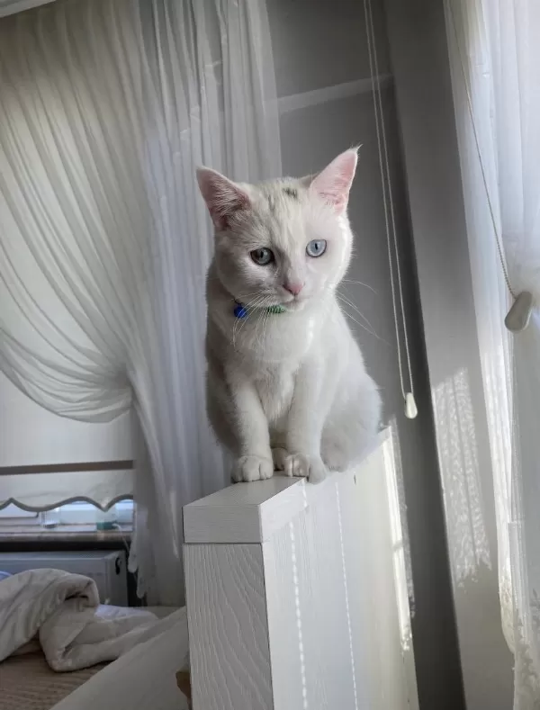 Van Kedisi Erkek Kısır Değildir