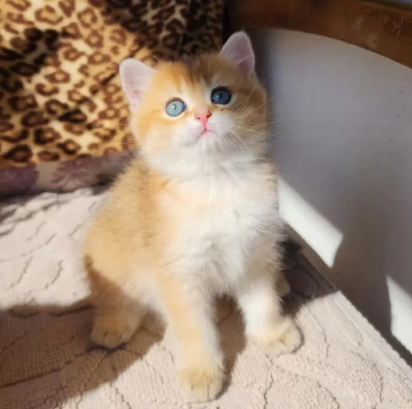 Safkan British Shorthair Ve Longhair Golden