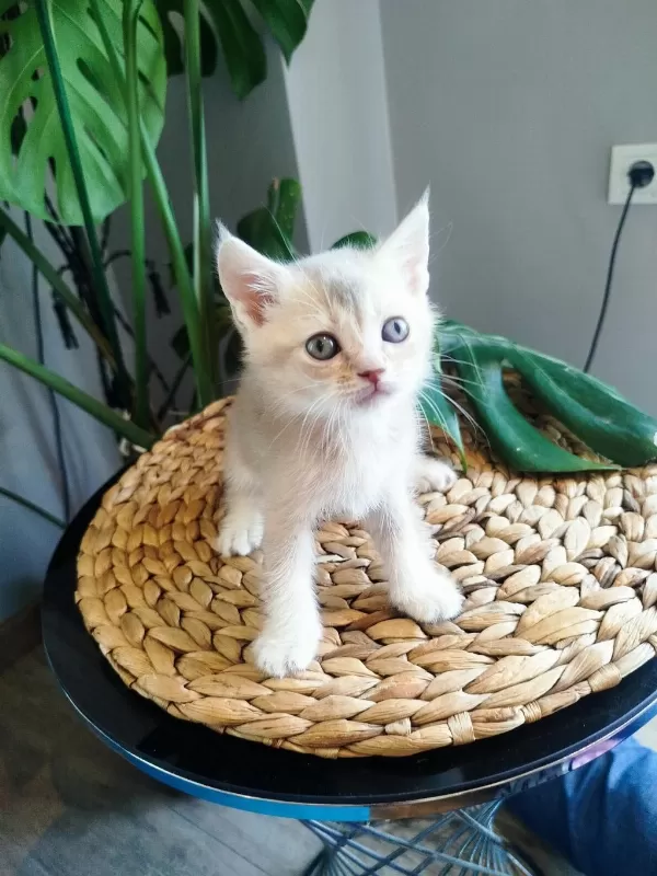 6 Haftalık Yavru Kedilerimiz