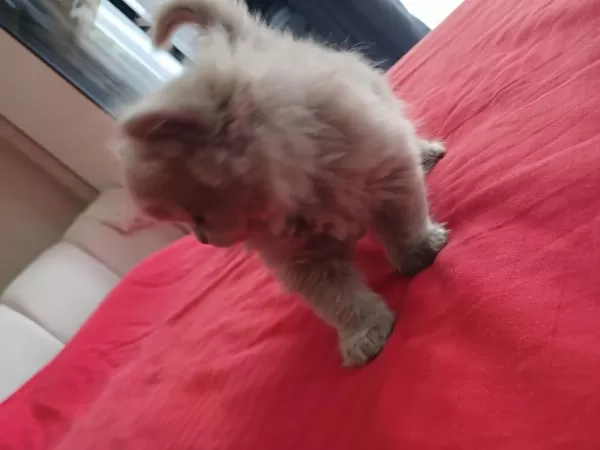 Yavru British Longhair
