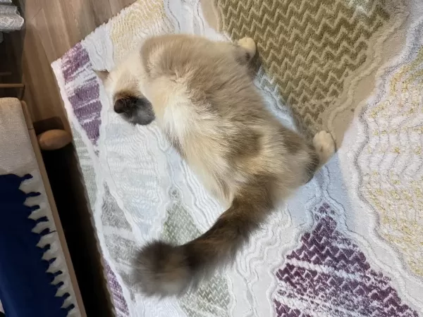 İş Yoğunluğundan Dolayi Kedimizi Sahiplendiriyoruz