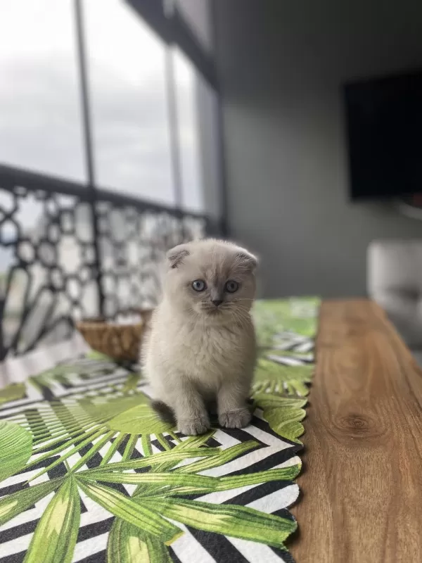 Scottish Fold Blue Point Yavrularim