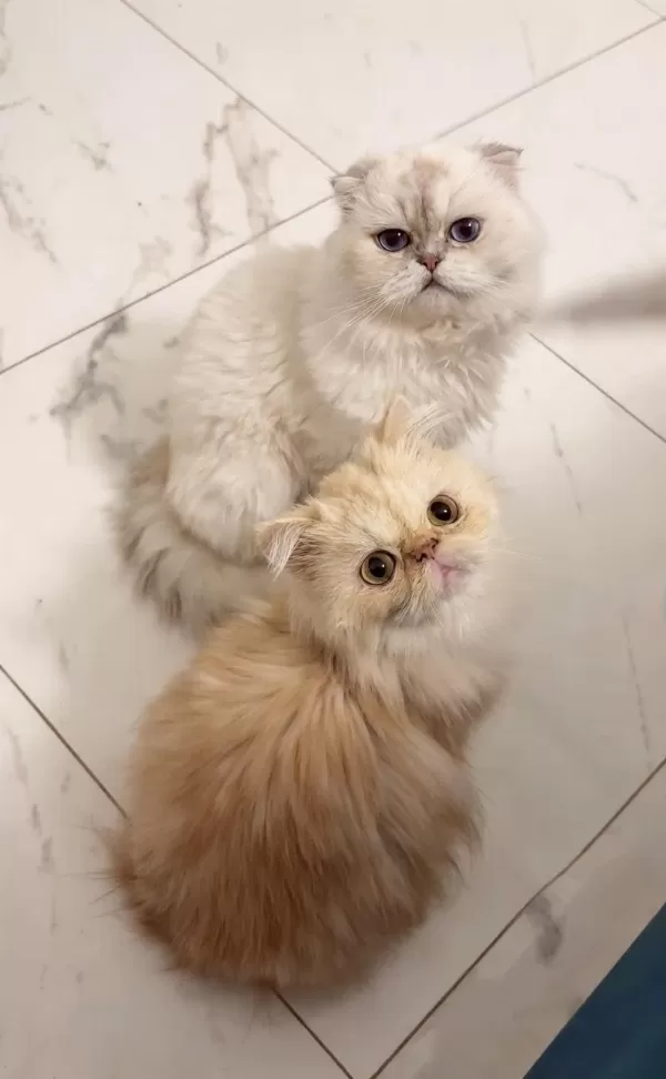 Tatlı Ve Güzel İran Kedim