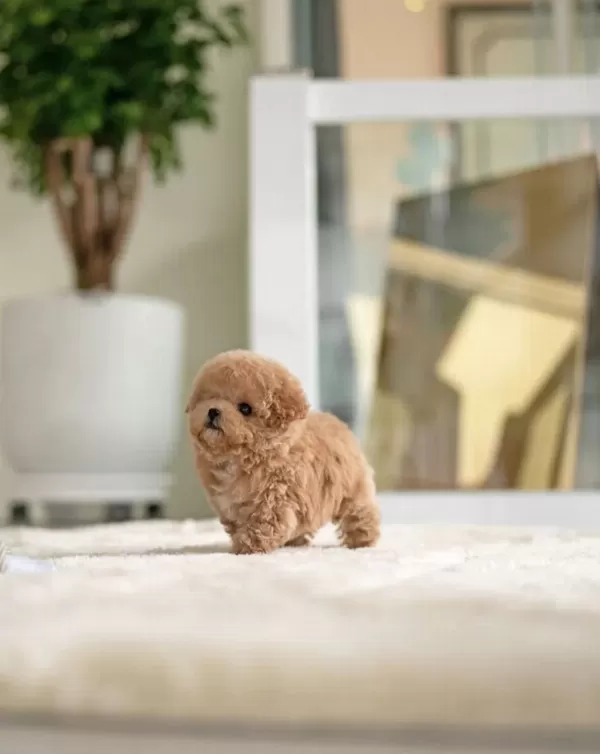 Maya Kizimizin Mükemmel Yavrusu Toy Poodle