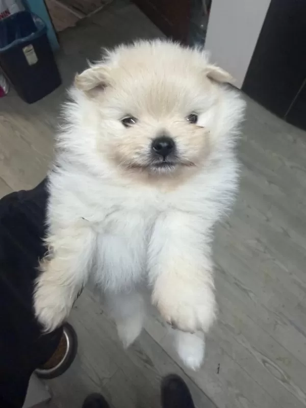 Dişi Pomeranian Yavrusu