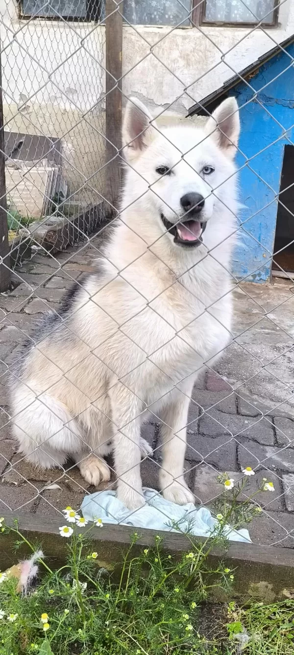 9 Aylık Husky Erkeğimiz