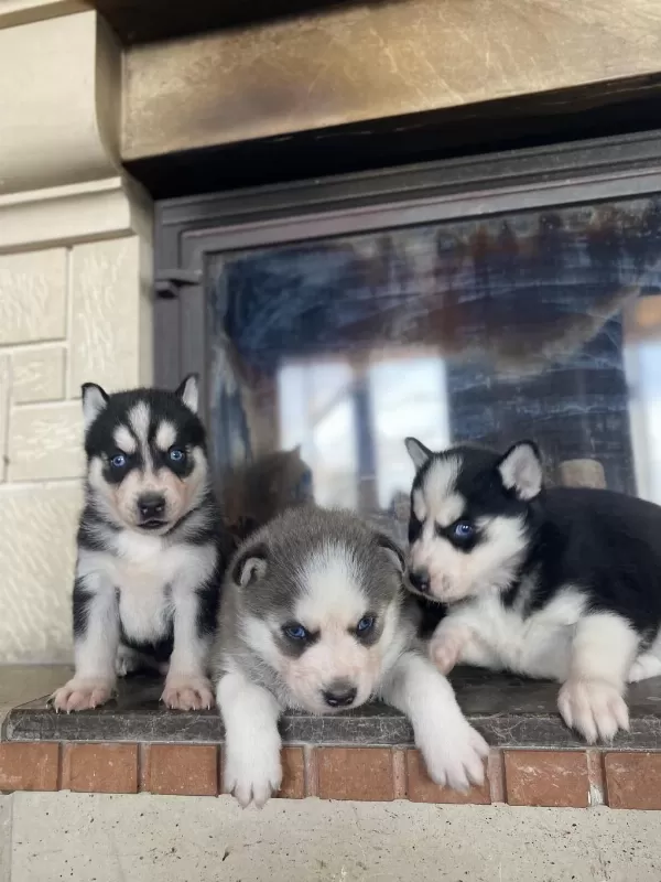 Husky Bebekler Dişi Ve Erkek