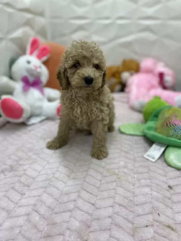 Erkek Dişi Üst Kalite Maltipoo Köpekler