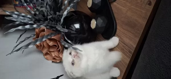 Beyaz Sevimli Scottish Fold Erkek Yavru