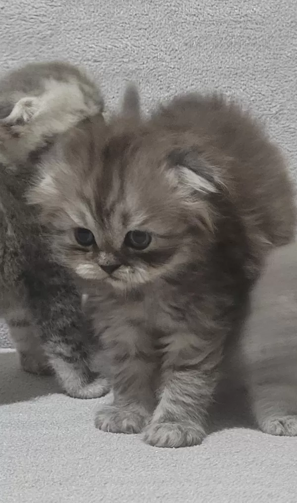 Scottish Fold Longhair Dişi Bebek