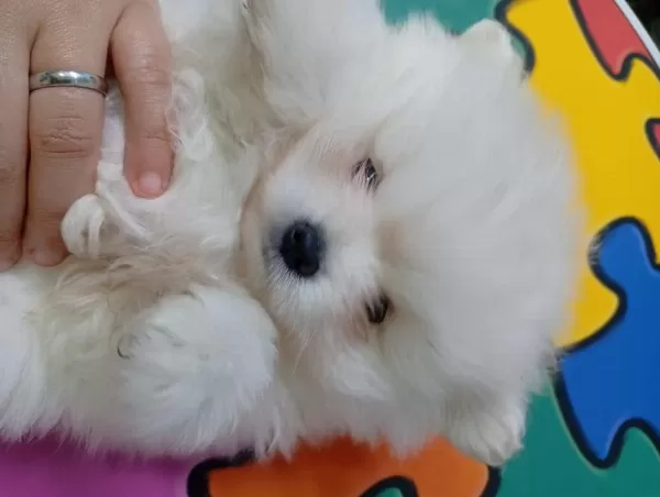Dişi Pomeranian Yavrusu