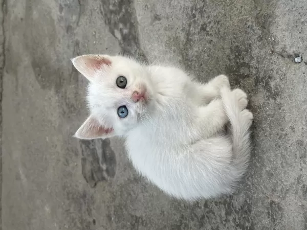 Yavru Van Kedilerimiz Uzun Tüylü Mavi Sarı Göz