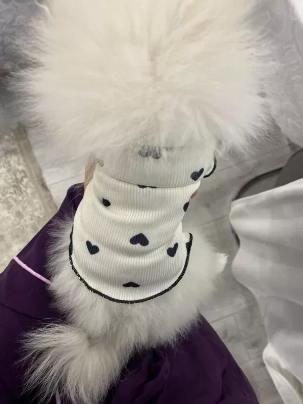 Pomeranian Yavru 7 Aylık